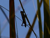 09-05-16-Nanjemoy-25810