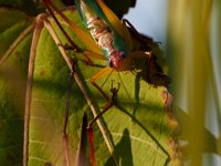 09-05-16-Nanjemoy-25835