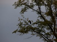 09-17-16-Piscataway-26619