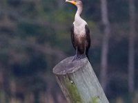 10-02-16-Nanjemoy-28184