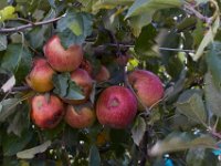 10-22-16-Larriland Farm