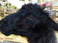 10-22-16-Larriland Farms-28593