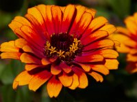 10-22-16-Larriland Farms-28857