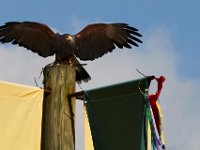 10-23-16-Renaissance Festival-29291