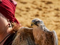 10-23-16-Renaissance Festival-29492