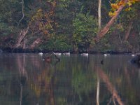 10-30-16-Broad Creek De-20445