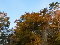 10-30-16-Broad Creek De-20516