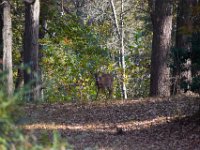 10-30-16-Broad Creek De-20766