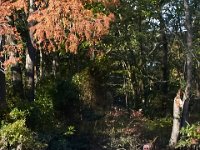 10-30-16-Broad Creek De-20783
