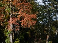 10-30-16-Broad Creek De-20786