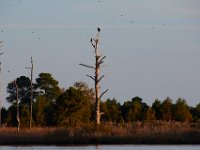 11-06-16-Blackwater-20925