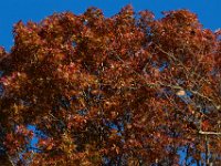 11-13-16-Piscataway-22060