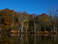 11-13-16-Piscataway-22085