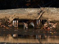 11-13-16-Piscataway-22114