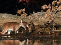 11-13-16-Piscataway-22135