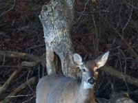 11-13-16-Piscataway-22154