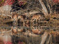 11-13-16-Piscataway-22311
