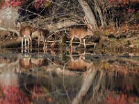 11-13-16-Piscataway-22312