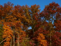 11-19-16-Nanjemoy-22777