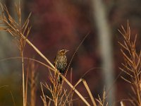 11-19-16-Nanjemoy-22787