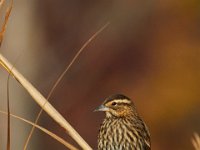 11-19-16-Nanjemoy-22792