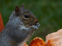 11-2015-Family-Squirrel-28855