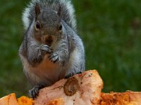 11-2015-Family-Squirrel-28911