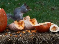 11-2015-Family-Squirrel-28926