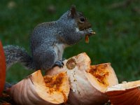 11-2015-Family-Squirrel-28937
