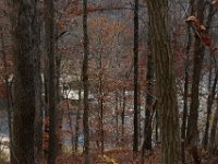 11-25-16-Patapsco Valley State Park-22829
