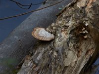 11-25-16-Patapsco Valley State Park-22917