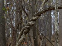 11-25-16-Patapsco Valley State Park-22954