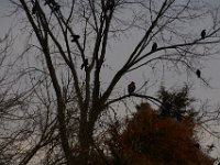 11-28-15-Mattawoman-28521