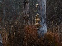 11-28-15-Mattawoman-28606
