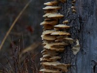 11-28-15-Mattawoman-28615