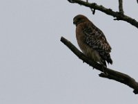 12-13-15-Piscataway-29289