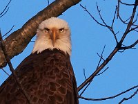 12-16-15-Mattaponi-29503