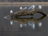 03-25-17-Piscataway-24309 1