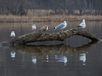03-25-17-Piscataway-24316 1