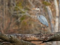 03-25-17-Piscataway-24418
