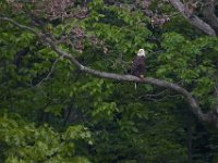 05-20-17-Piney Run-26259