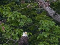 05-20-17-Piney Run-26282
