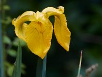 05-20-17-Piney Run-26366