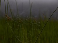 05-29-17-Nanjemoy-26474