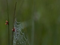 05-29-17-Nanjemoy-26563