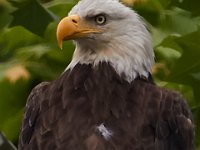 05-29-17-Nanjemoy-26686