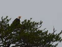 05-29-17-Nanjemoy-26769
