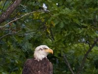 06-03-17-Rocky Gorge-27055