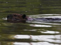 06-04-17-Piscataway-27201