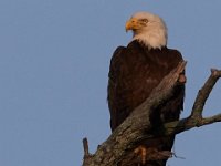 06-04-17-Piscataway-27312